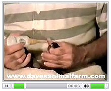Flash Video Screenshot